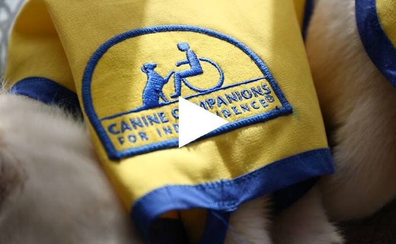 Canine Companions